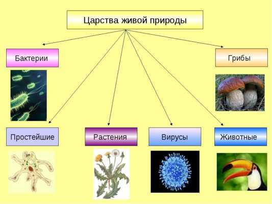 На какие царства принято разделять живые организмы? названия, особенности, примеры и строение клеток