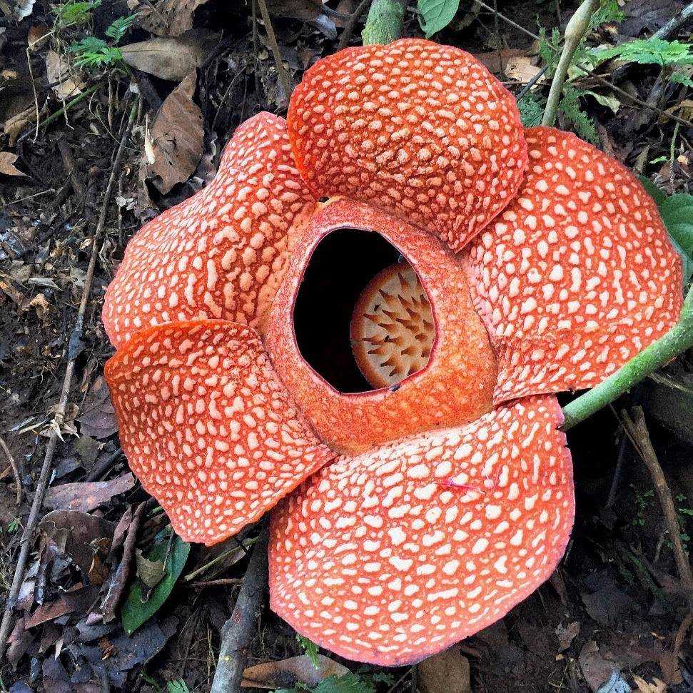 Раффлезия арнольдии - rafflesia arnoldii - abcdef.wiki