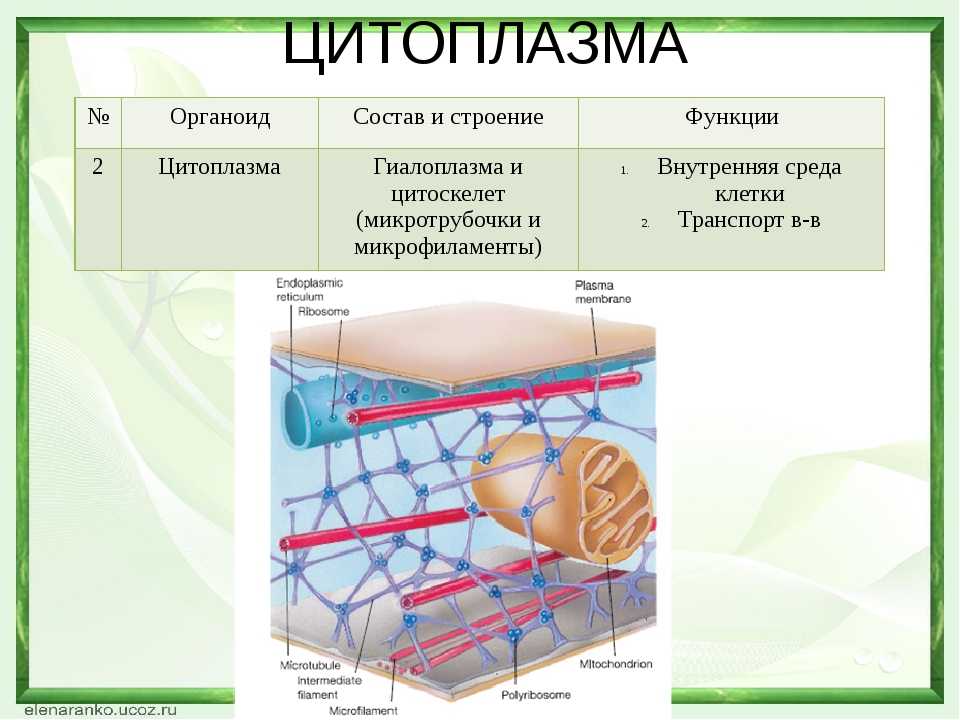 Тема 4. морфология и функции цитоплазмы и органелл клетки. гистология