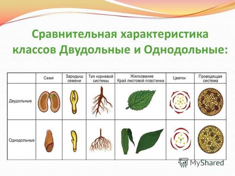 Однодольные ⚠️ и двудольные растения: признаки, таблица, примеры