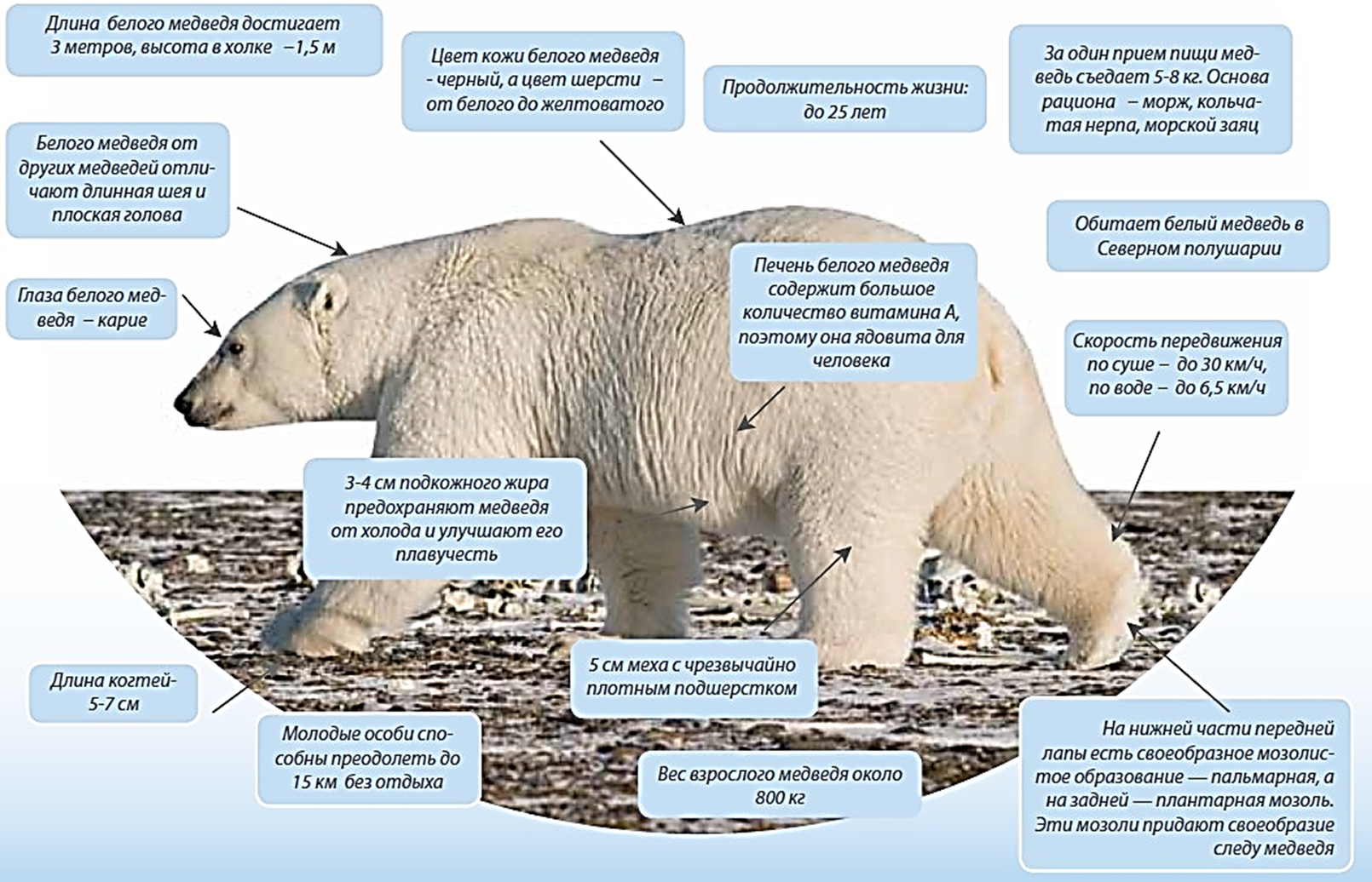 Почему белые медведи не едят пингвинов — есть простой ответ
