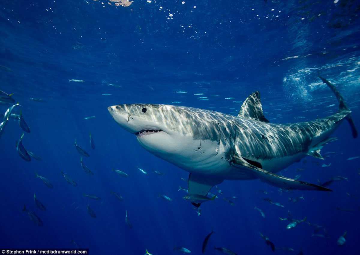 Разные виды акул: список отрядов, описание с названиями, какие есть акулы опасные для человека