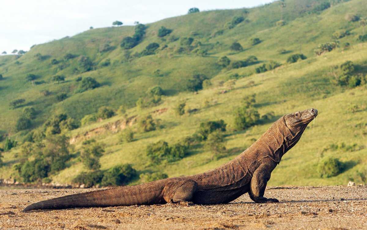 15 самых больших животных в мире