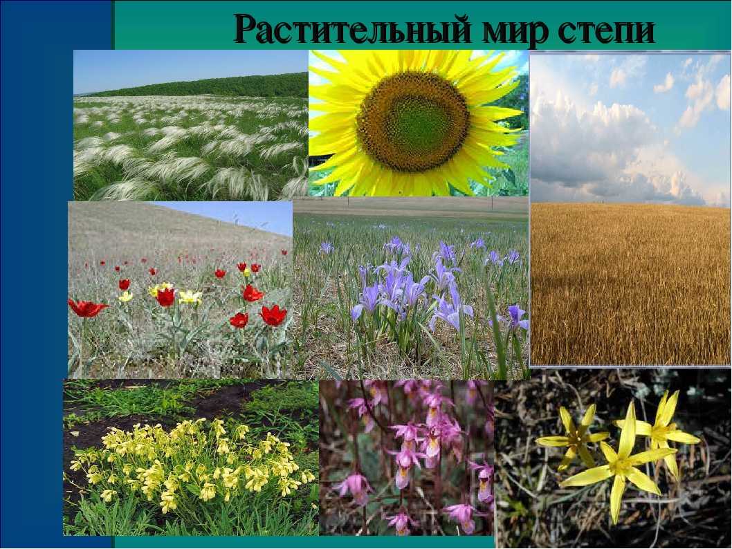 Животные степей россии: названия, описание, особенности,