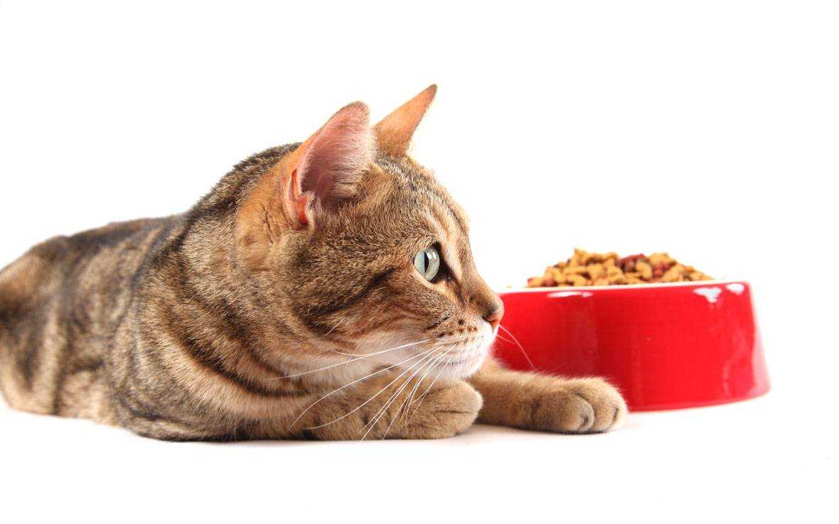 Чем кормить персидскую кошку