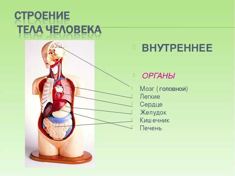 Строение тела органы. Строение тела человека. Строение организма человека. Строение органов человека. Структура тела человека органы.