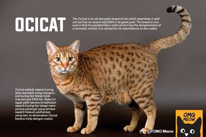 Исчерпывающая информация о самых злых породах Список пород, особенности и цены на котят