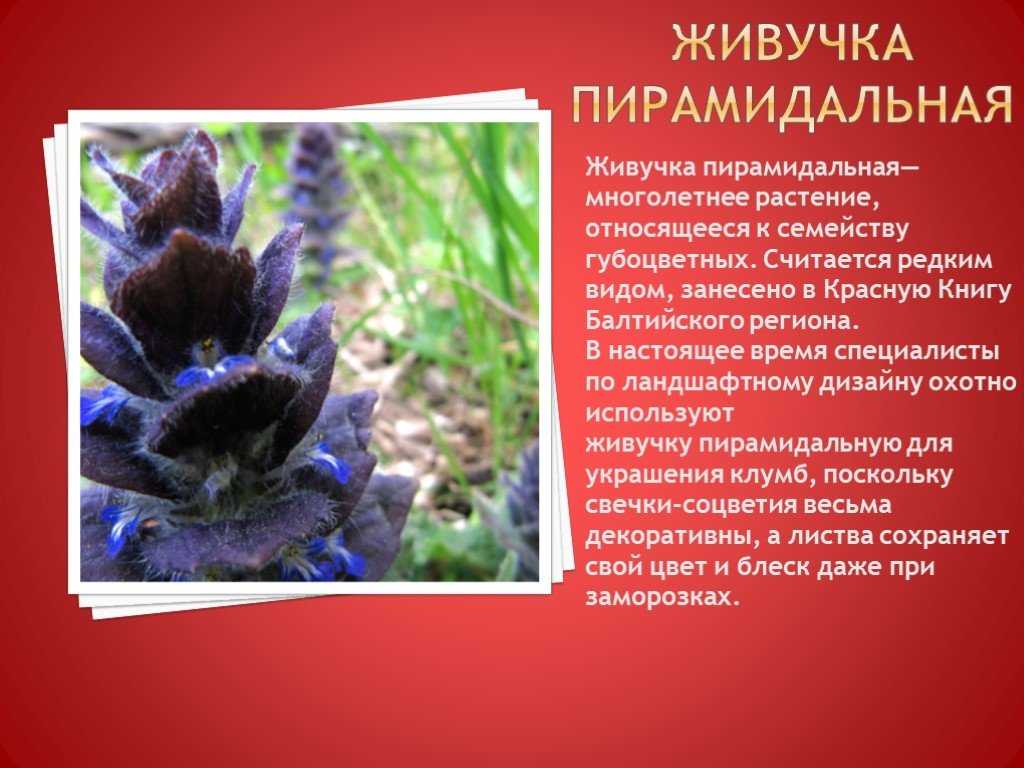 Растения красной книги | сад и огород.ру