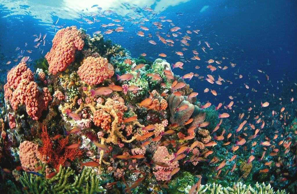 Коралловые рифы: типы, значение, угрозы и сохранение