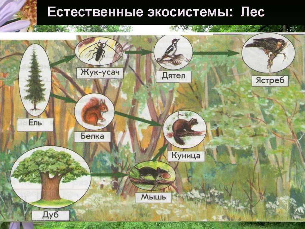 Что такое экосистема, виды и типы, классификация, структура, из каких неживых частей состоит экосистема, основная причина неустойчивости экосистем | tvercult.ru
