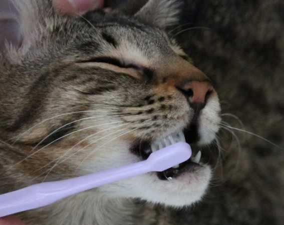 Как чистить зубы кошке в домашних условиях? | hill's pet
