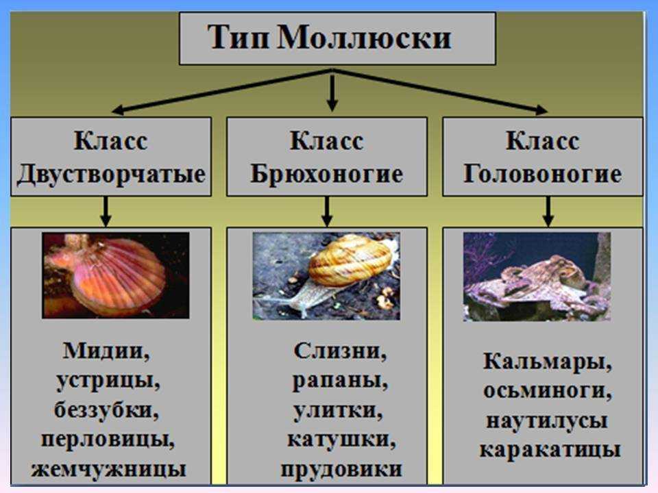 Прудовик обыкновенный  особенности внешнего и внутреннего строения моллюска