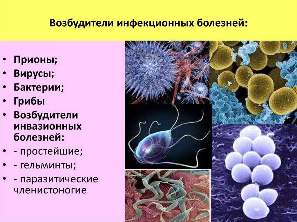 Патогены: основные типы и способы передачи возбудителей инфекции