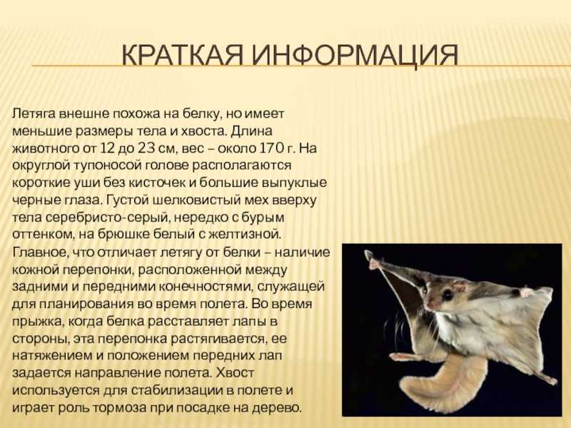 Белка-летяга – фото, описание, ареал, рацион, враги, популяция