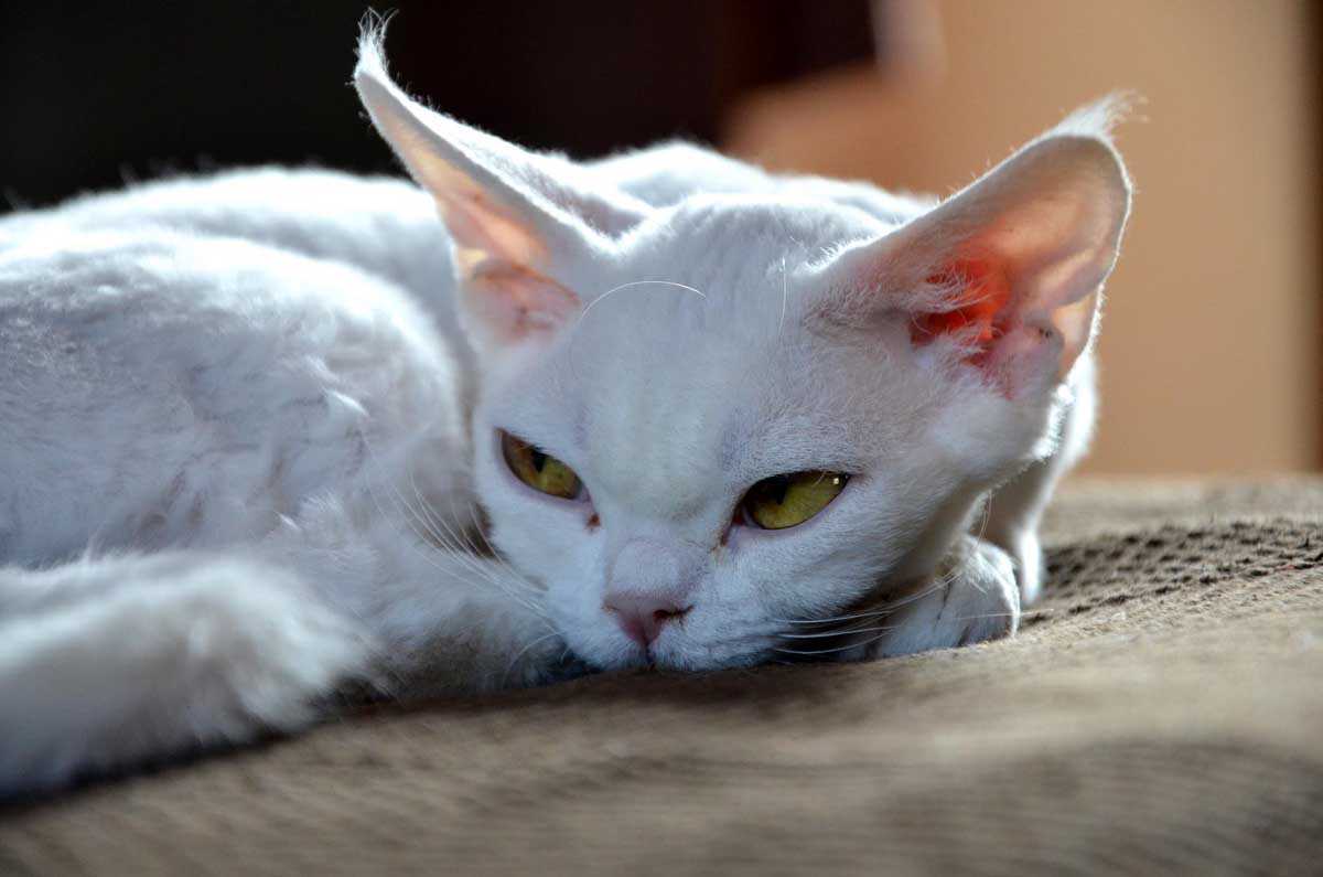 Мечта чистюли: нелиняющие и непахнущие кошки