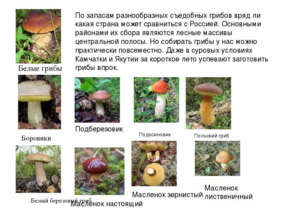 Какие бывают грибы ? пластинчатые трубчатые трубчатыми называются грибы, у которых нижняя сторона шляпки, напоминающая губку, состоит из мелких, как правило, — презентация