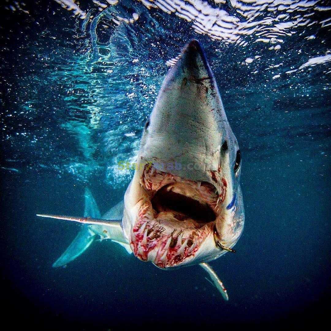 Страшная акула в мире. Акула мако. Белая акула мако.