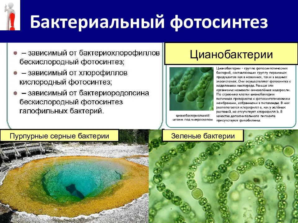 Хлорофилл цианобактерий. Цианобактерии фотосистемы. Фотосинтезируют цианобактерии. Автотрофы цианобактерии водоросли. Цианобактерии фотосинтез.