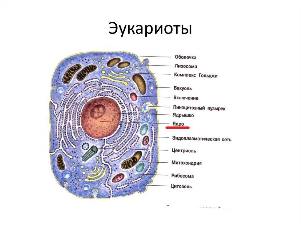 Эукариотическая клетка - определение, основные компоненты, классификация