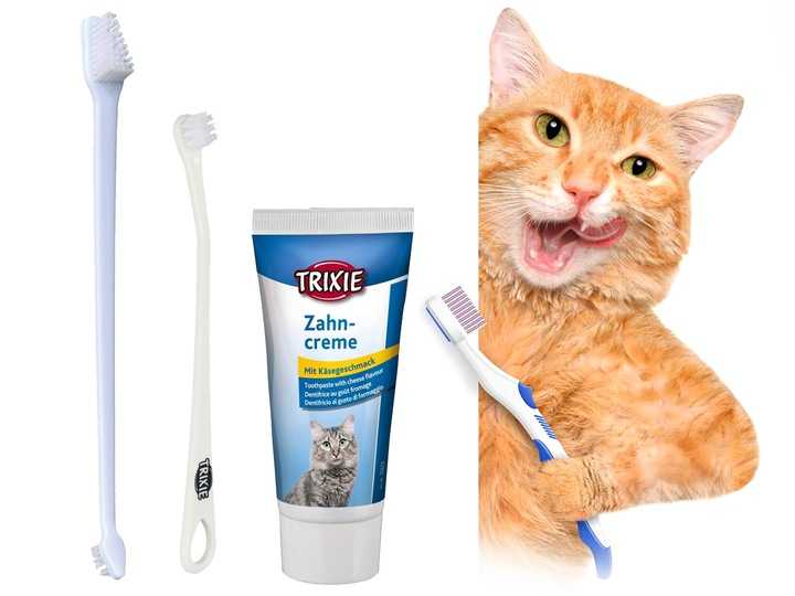 Как чистить зубы котёнку: как приучить, средства гигиены, альтернативные методы