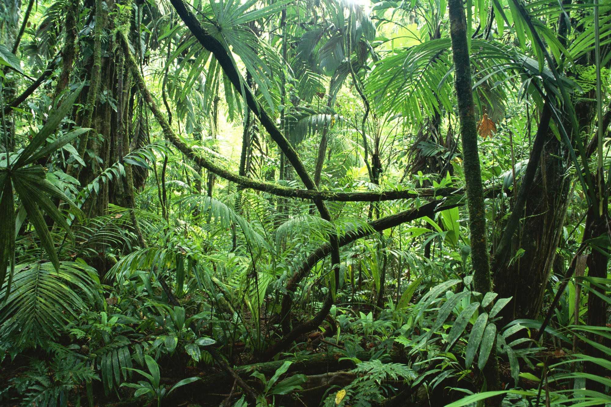 Тропические дождевые леса мира являются домом для редчайших и уникальных видов флоры и фауны, которые больше нигде не встречаются на нашей планете