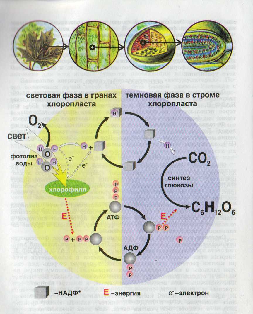 Фотосинтез у растений и его значение для жизни