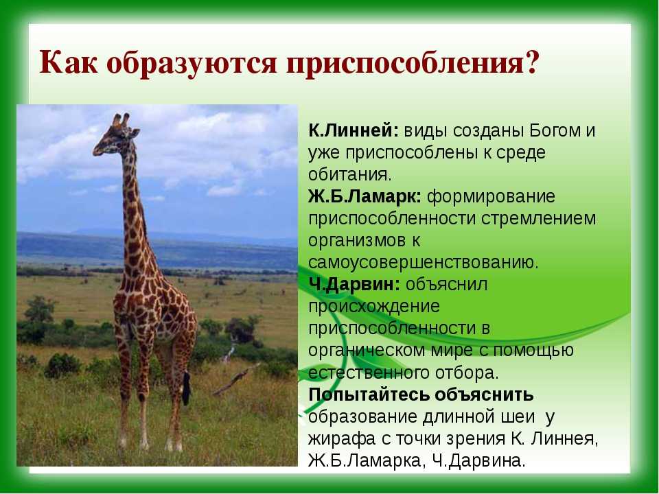 Какой тип развития характерен для сетчатого жирафа. Приспособление организмов к среде. Приспособления жирафа. Жираф приспособление к среде обитания. Приспособление организмов к окружающей среде.