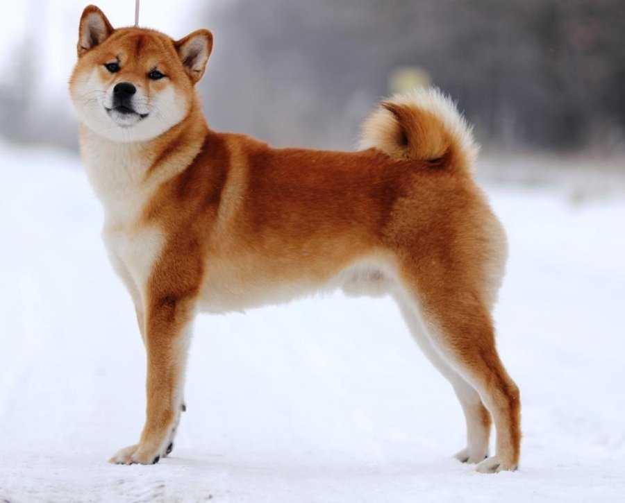 ᐉ 5 пород собак похожих на лису: описание, как называются, фото - kcc-zoo.ru