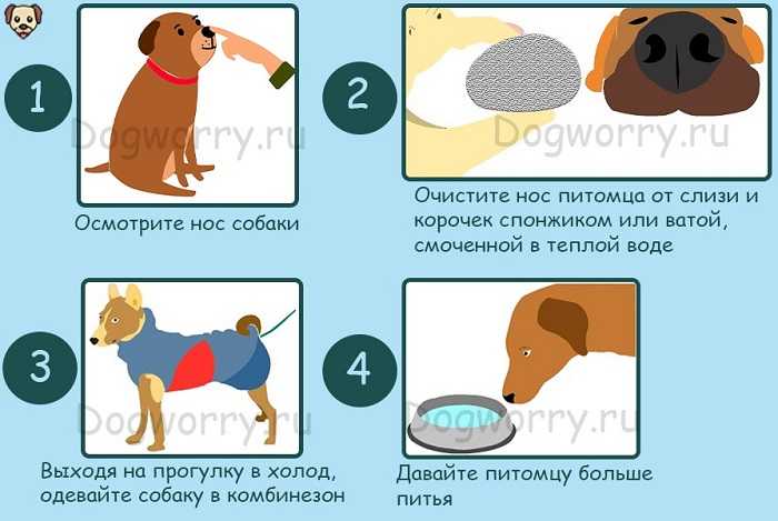 Почему у собаки сухой и теплый нос? что значит, если у собаки сухой, теплый, холодный нос, трескается, шелушится?
