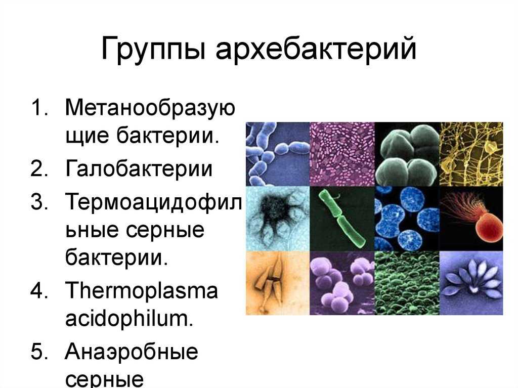 Анаэробные гетеротрофные прокариоты. Археи и архебактерии. Классификация бактерий архебактерии. Археи археи. Подцарство архебактерии.