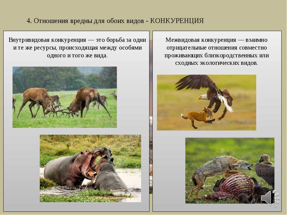 Конкуренция: примеры, виды, взаимоотношения :: syl.ru