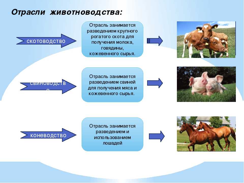 Организация животноводства: основные принципы и перспективы