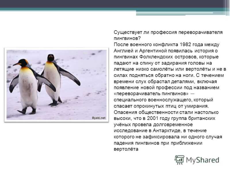 Пингвин – это зверь или птица