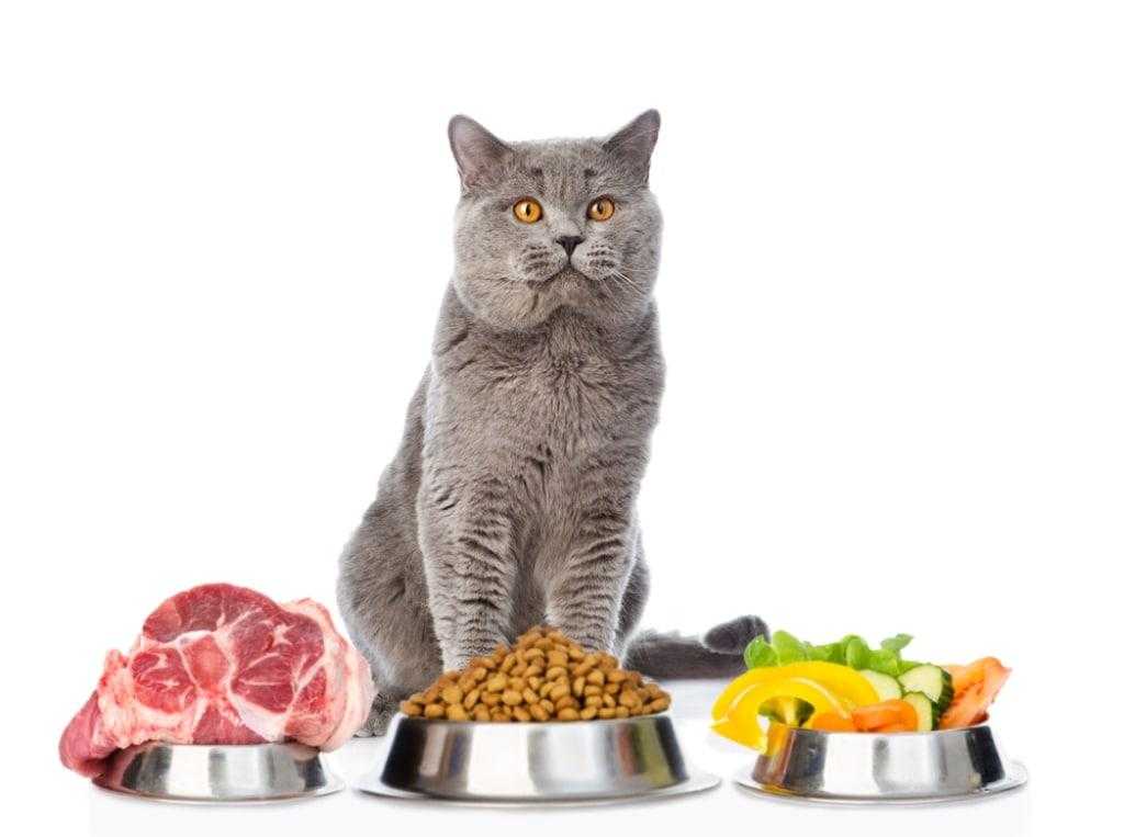 5 лучших готовых корма для кастрированных котов Как правильно кормить натуральной пищей и как часто давать корм чтобы кот был здоров