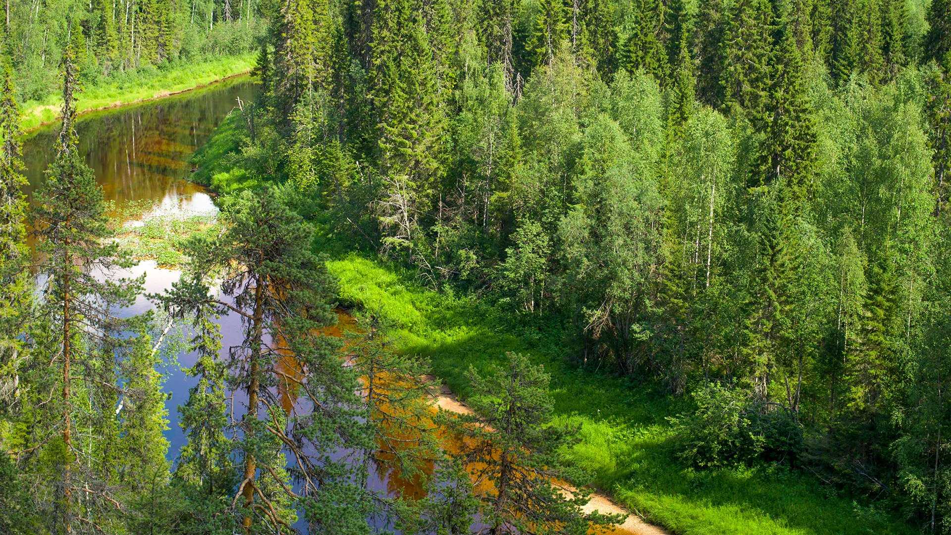 Какая природная зона самая большая по площади в россии?