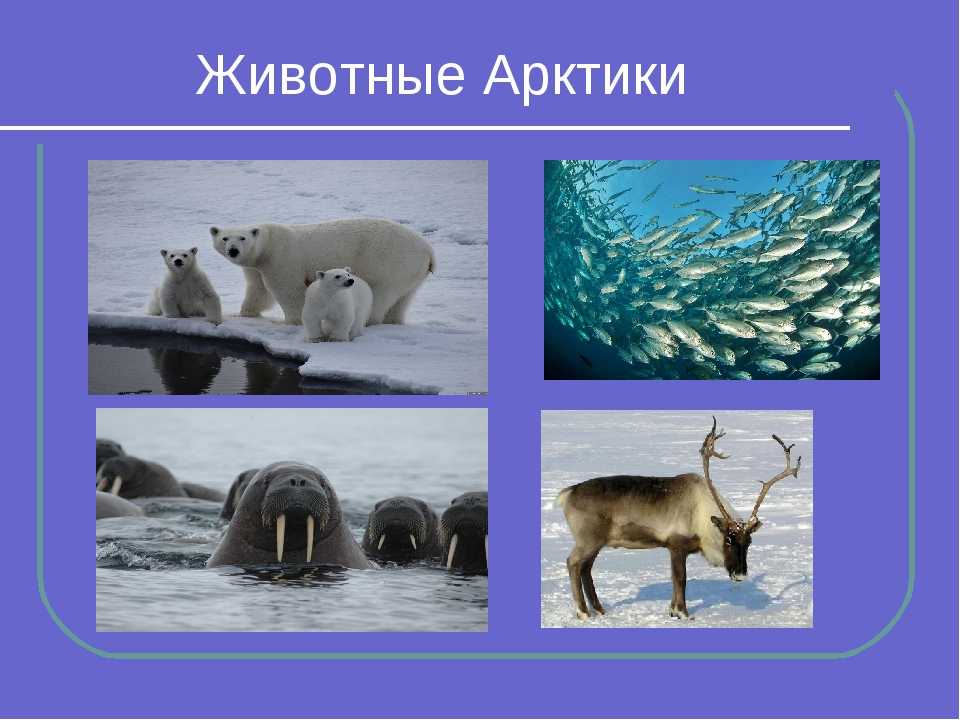 Какие животные обитают в зоне арктических пустынь