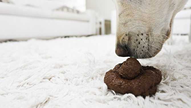 Копрофагия: почему собака ест экскременты и что делать | dogkind.ru