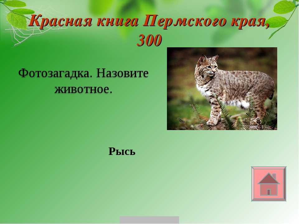 Редкие животные из красной книги пермского края – список, характеристика и фото