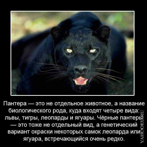 Животное ягуар: описание и образ жизни :: syl.ru 