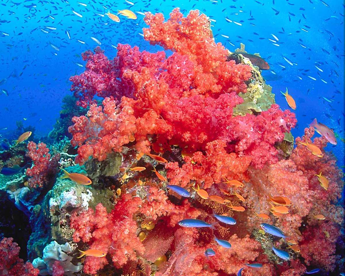 Как образуются и где обитают кораллы? | животные