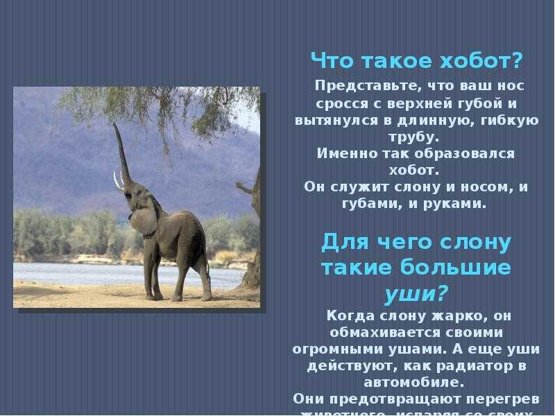 7 самых интересных фактов о слонах - русская семерка