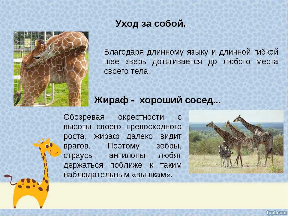 Жираф (giraffa camelopardalis): фото, интересные факты