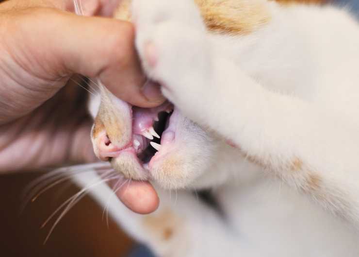 Почему выпадают зубы у моей кошки — причины и решения