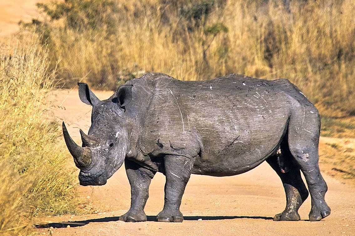 Яванский носорог – животное на грани исчезновения