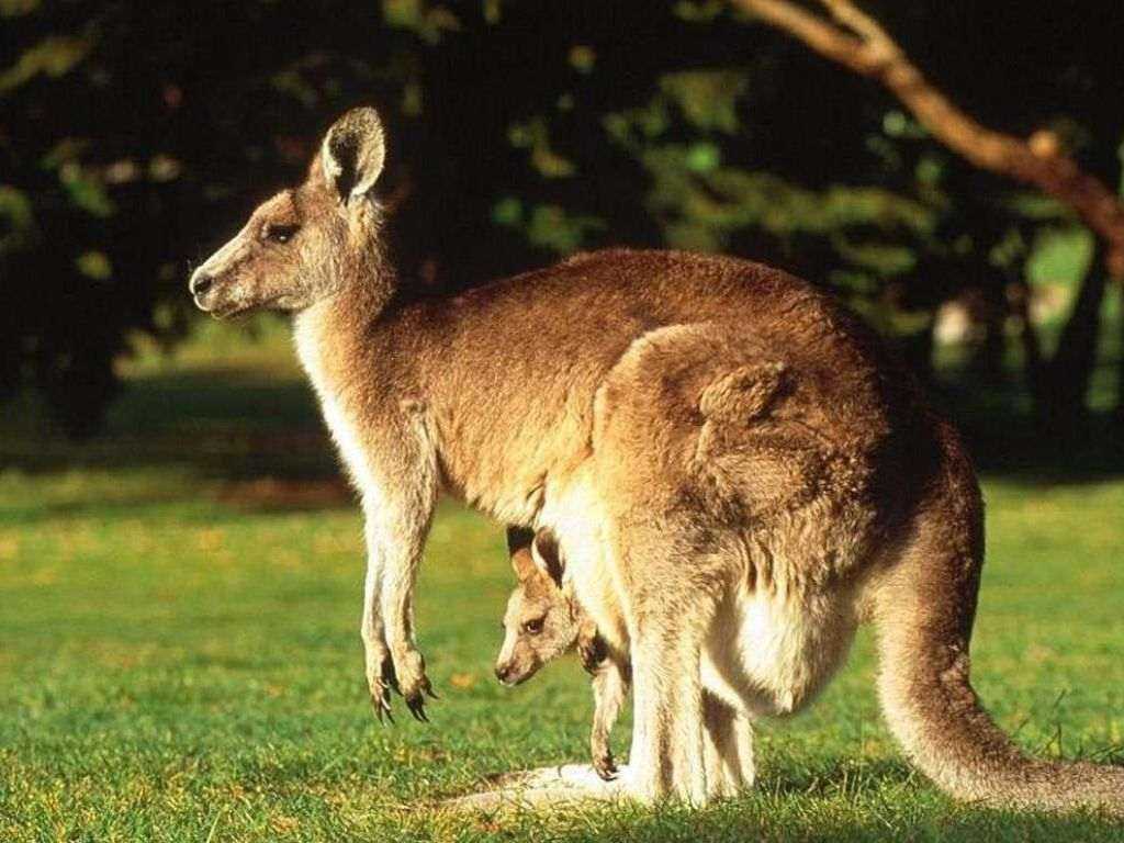 Где живут кенгуру, чем питаются и как размножаются? :: syl.ru