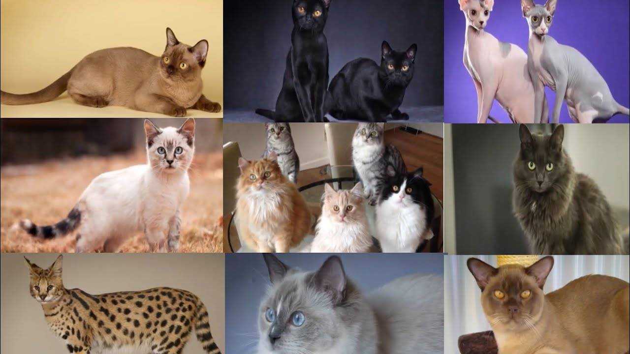 15 страшных пород кошек [фото и названия] - муркотэ