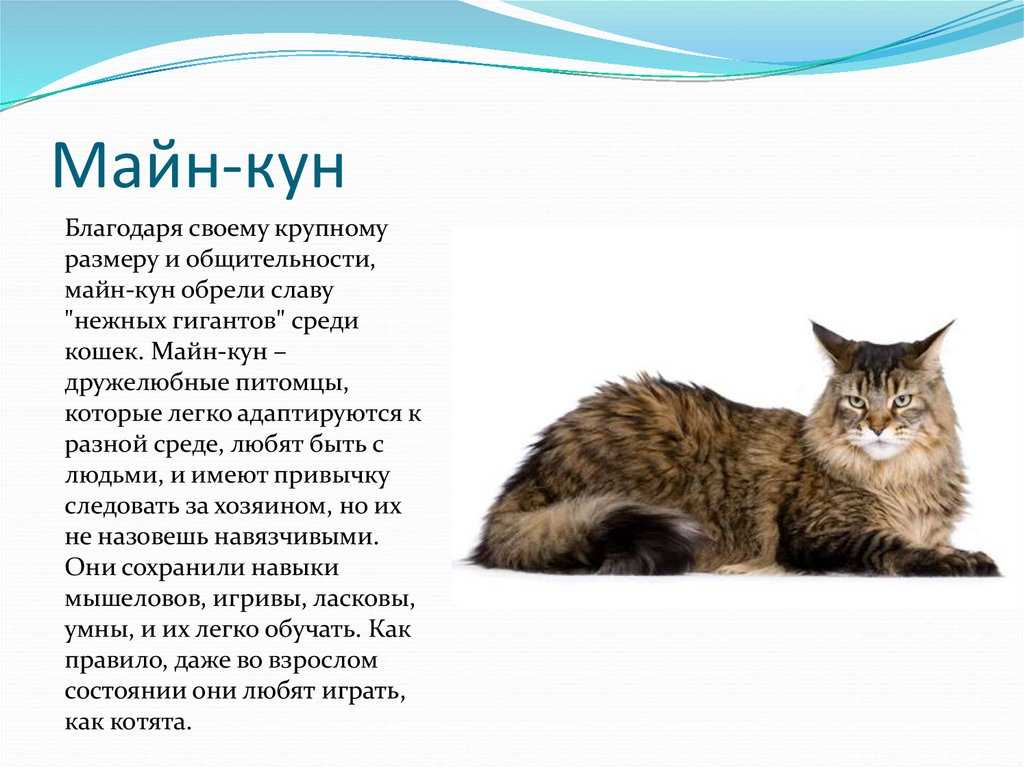 Мейн-кун порода кошек. описание, особенности, характер, уход и содержание