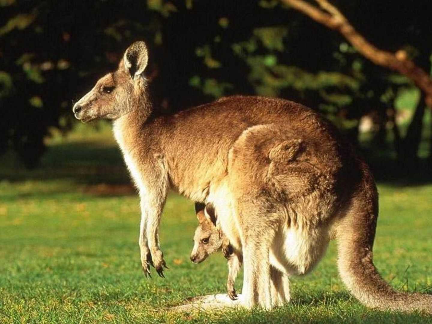 ОТВЕТ: Кенгуру являются уроженцами Австралии и обитают в лесистых местностях, пастбищах и лугах от побережья Индийского океана до