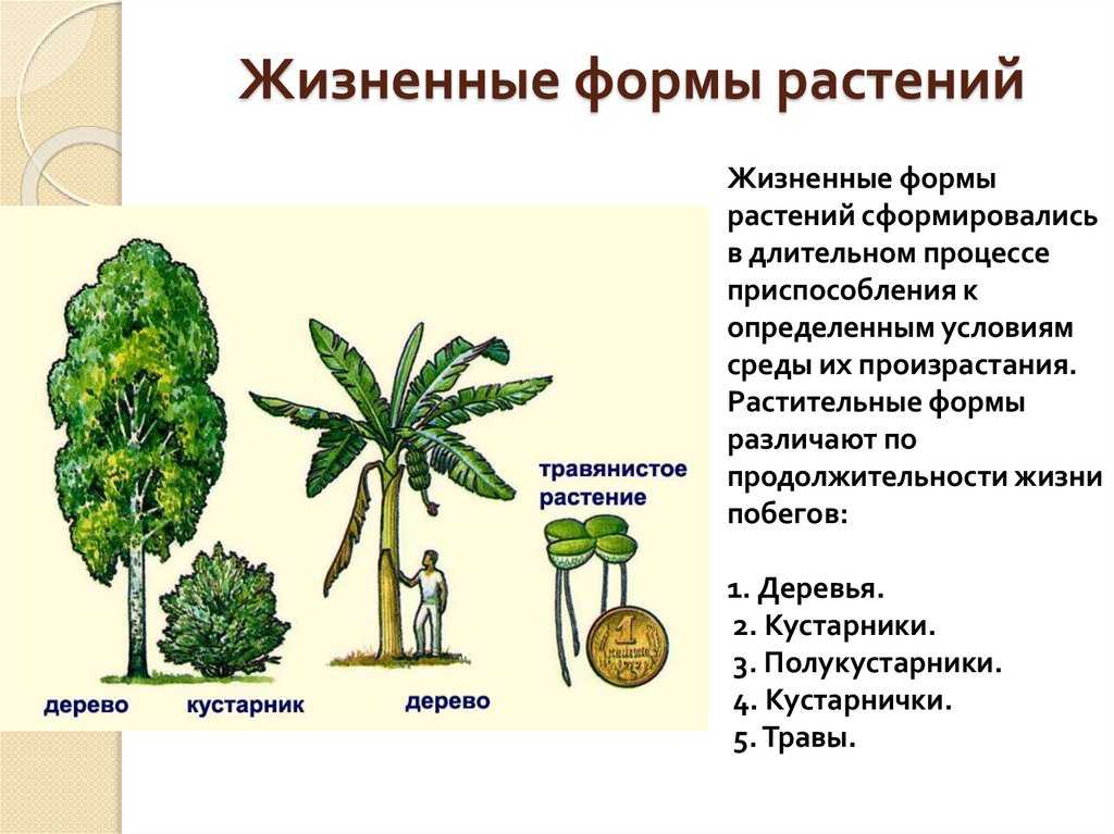 Лист растения. характеристика и классификация листьев : farmf | литература для фармацевтов