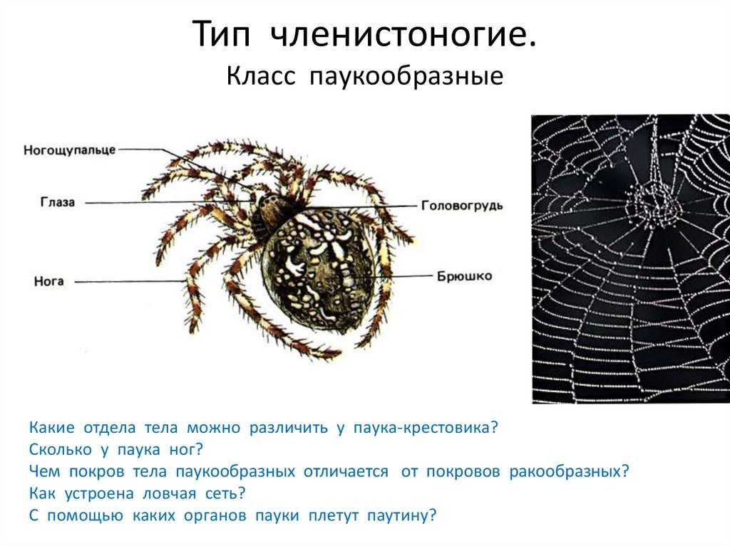 Тип членистоногие: общая характеристика, классы, среда обитания :: syl.ru